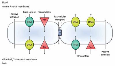 Age-Related Functional and Expressional Changes in Efflux Pathways at the Blood-Brain Barrier